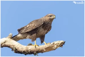 सुर्ख़ियों में आंध्र प्रदेश, राज्य में पक्षियों की 313 प्रजातियां