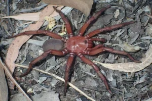 ऑस्ट्रेलिया में खोजी गई दुर्लभ विशालकाय मकड़ी,चौंक गए वैज्ञानिक