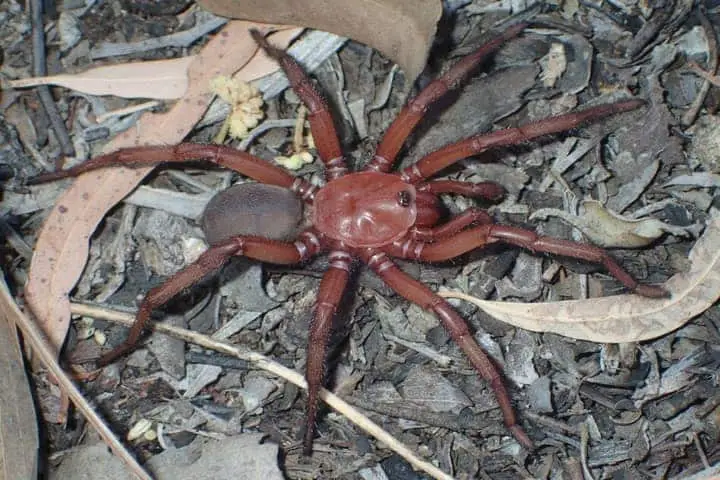 ऑस्ट्रेलिया में खोजी गई दुर्लभ विशालकाय मकड़ी,चौंक गए वैज्ञानिक