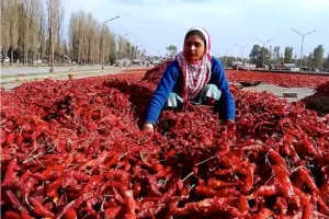 ऋण और बैंक खातों की बदौलत अपनी छाप छोड़तीं भारत की महिला किसान
