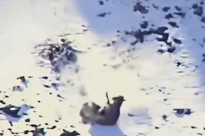 दुर्लभ वीडियो: चट्टानों से गिरते हुए भी हिम तेंदुए का अद्भुत शिकार