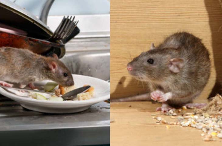 Rats Hacks:घर से तुरंत दुम दबाकर भागेंगे चूहे,सिर्फ एक बार आजमाकर देखें ये ट्रिक्स