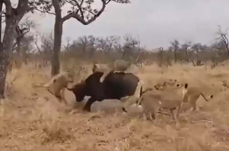 Video:सात शेरनियों ने अकेली भैंस को दबोचा! फिर महज कुछ सेकंड में ऐसे बदल गया पूरा खेल
