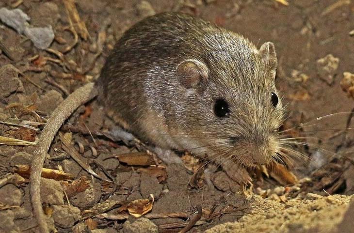 World Oldest Mouse: मिल गया दुनिया का सबसे बूढ़ा चूहा! उम्र जानकर रह जायेंगे दंग