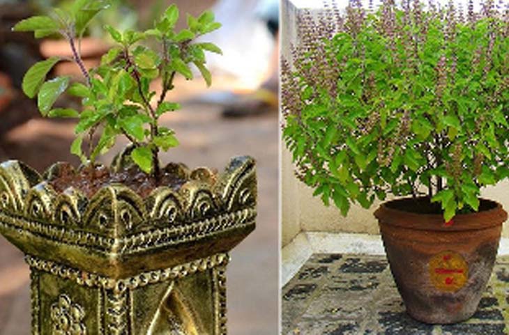 Vastu Tips: तुलसी के पौधे के पास गलती से भी नहीं रखें ये 5 चीज़ें, रुष्ठ हो जाती हैं माता लक्ष्मी
