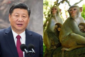 ड्रैगन का डेंजर प्लान! अब 1 लाख बंदर का सौदा, चीन का कर्ज लौटाने को कितना गिरेगा ‘गुलाम’ श्रीलंका