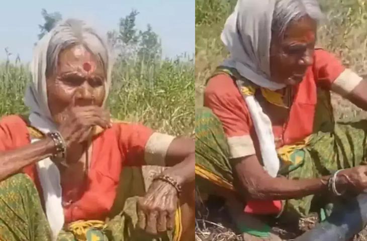 Video: खेत में काम कर रही दादी ने जब गाया बहारों फूल बरसाओ गाना, आवाज सुन दीवाने हुए लोग