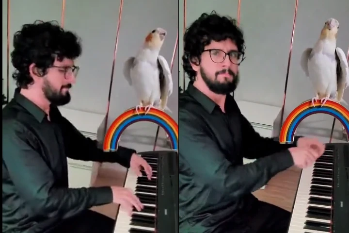 Video: गज़ब नज़ारा! मालिक ने बजाया पियानो, तोते ने गाया पूरा गाना