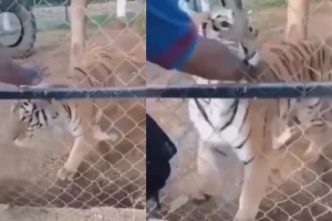 VIDEO: बाघ के जबड़े में फंसा व्यक्ति का हाथ, फिर बाद का मंज़र देख कर उड़ जाएंगे होश