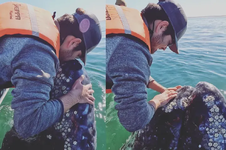 Video: समंदर में शख्स कर रहा था Whale को प्यार, फिर जो हुआ देख कर रह जाएंगे दंग