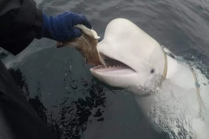 ‘जासूस’ मान लिया गया Beluga Whale का नॉर्वे से स्वीडन का सनसनीखेज सफ़र