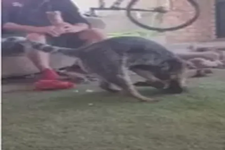 VIDEO: नक़ली घास पर हैरान-परेशान पालतू कुत्ता !