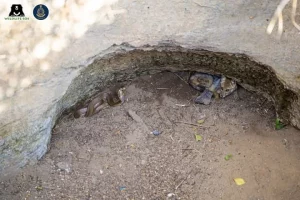 महाराष्ट्र के ग्रामीणों का साहसिक कारनामा: कोबरा और सियार को कुएं से निकाला