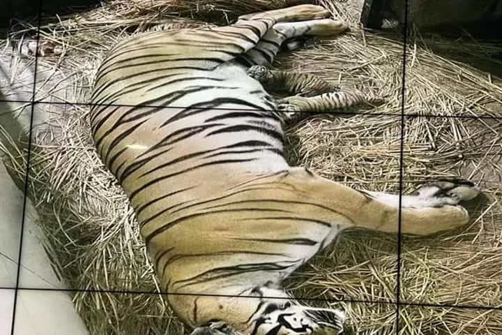 Delhi Zoo: रॉयल बंगाल बाघिन ने 18 साल बाद दिया शावकों को जन्म