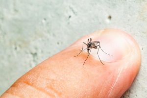 शरीर की किस गंध से मच्छर होते हैं सबसे ज्यादा आकर्षित? यहां जानिए सबकुछ