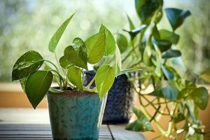 Vastu Tips: घर में मनी प्लांट के साथ लगा दें सिर्फ ये एक पौधा, फिर देखें कैसे होगा चत्मकार