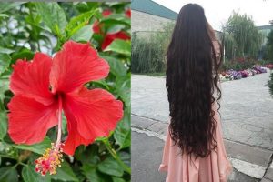Hair Growth: कमर तक लंबे बाल पाने के लिए अपनाये ये चमत्कारी नुस्खा, मिलेंगे गजब के फायदे