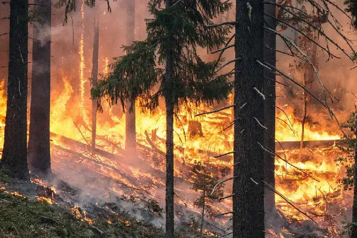 Russia के जंगलो में लगी भीषण आग, दिखा क़ुदरत का क़हर, अब तक 21 लोग जलकर खाक