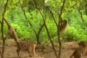 Funny Video: बाघ के कान और पूँछ खींचता नज़र आया शरारती बंदर, कर दिया जीना दूभर