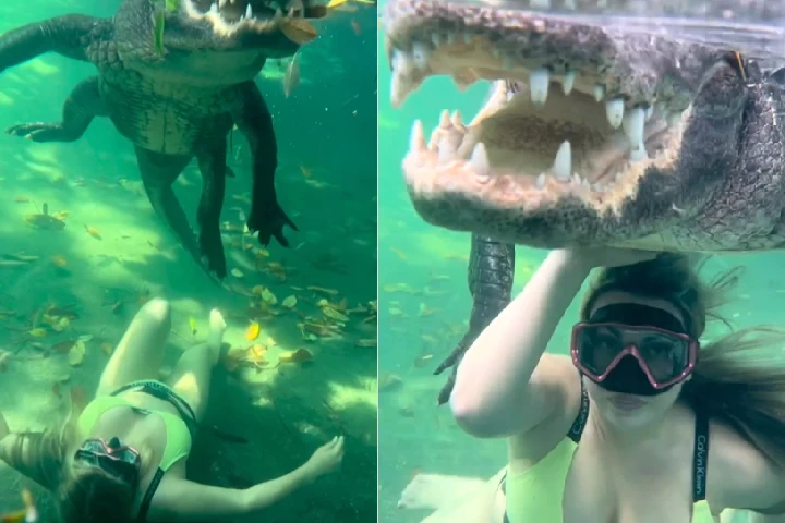 Viral Video: OMG! खतरनाक मगरमछ के साथ पानी में तैरती दिखी लड़की, वीडियो देख निकल जाएगी चीखें