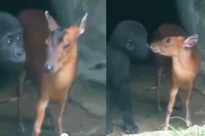 Video: अनोखी वीडियो! हिरण को चूमता दिखा गोरिल्ला, नज़ारा ऐसा जीत लेगा आपका भी दिल