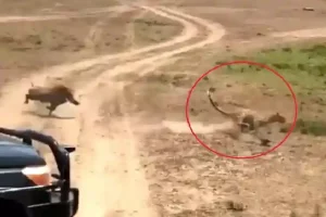 दूर भागकर तेंदुए ने बच्चे को दबोचा,जंगली सूअर ने महज 14 सेकंड में बदल दिया पूरा खेल