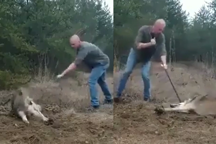 Viral Video: जाल में फंसा भेड़िये का पैर, ज़िन्दगी दांव पर लगा कर आदमी ने करी ऐसे मदद