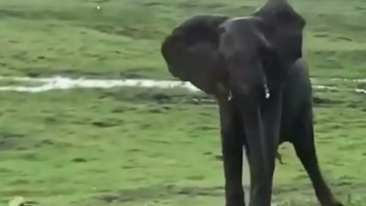 Viral Video: हाथी के बच्चे के जन्म के दुर्लभ पल, जश्न मनाने के लिए दौड़ पड़ा हाथियों का झुंड