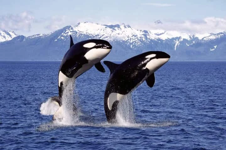 Killer Whales: समंदर में नावों पर हमलावर होते ह्वेल