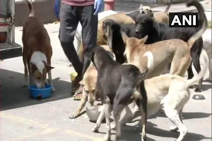 दिल्ली में आवारा कुत्तों की शामत,बन रहा है नसबंदी केंद्र
