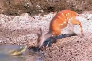 Amazing Video: मगरमच्छ के जबड़े से बच निकला चपल हिरण !