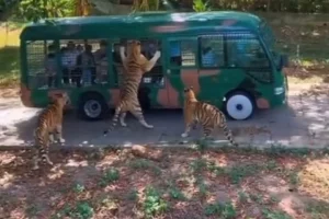 Viral Video : टूरिस्टों को ले जा रहे वाहन पर कूदा बाघ