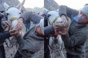 Video:केदारनाथ धाम की यात्रा के समय घोड़े को जबरदस्ती पिलाई सिगरेट, तड़पता हुआ आया नजर