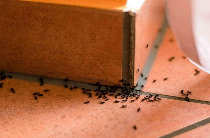 Home Remedies: चींटियों ने घर के कोने-कोने में जमा लिया कब्जा? तो आज ही आजमाएं ये घरेलू नुस्खे
