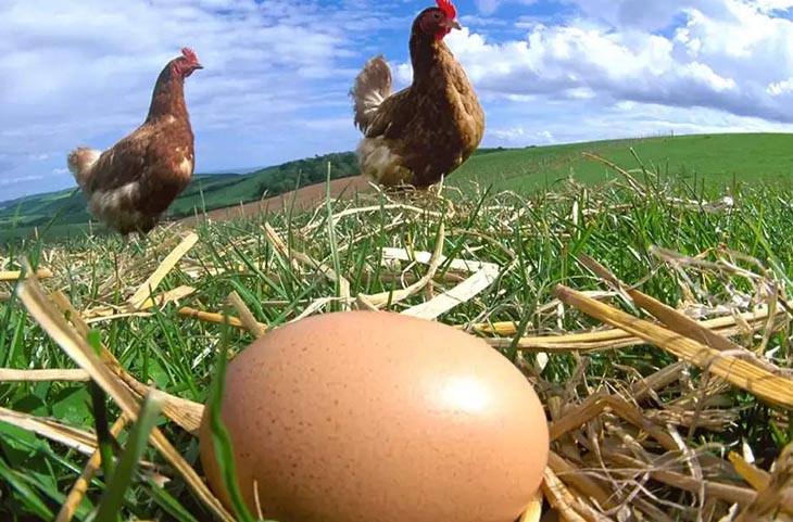 पहले मुर्गी आई या अंडा? वैज्ञानिकों ने किया बड़ा खुलासा,आप भी जानिए सही जवाब