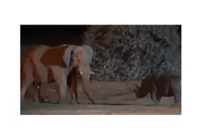 Interesting Video: गैंडे से भिड़ गया हाथी,मगर विजेता रहा कौन ?