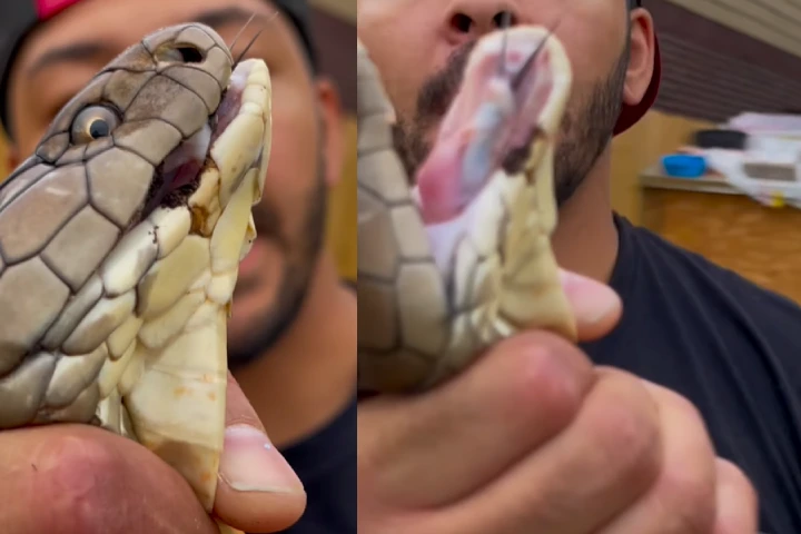Viral Video: शख्स की हैरान कर देने वाली हरकत, गर्दन से पकड़ लिया कोबरा, दर्द से कराहता रहा सांप
