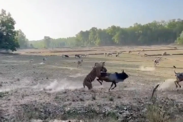Viral Video: घास चर रही गाय का बाघ ने ऐसे किया शिकार, 10 सेकंड में बदल गया पूरा नज़ारा!