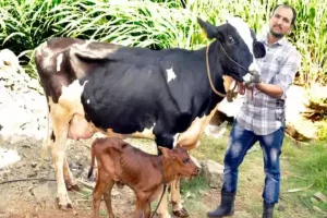 महाराष्ट्र में सेरोगेसी से जन्मी देश की पहली बछिया, देगी प्रतिदिन 40 लीटर दूध!