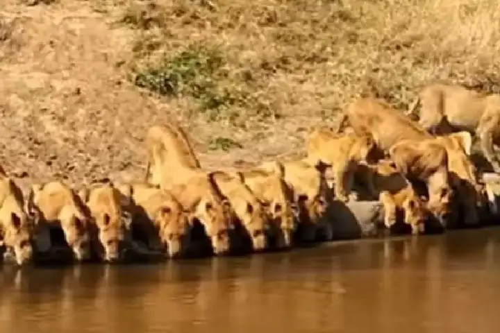 Viral Video: प्यास बुझाने के लिए नदी में एक साथ उतरे 20 शेर !