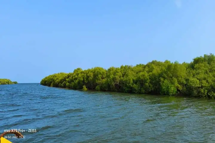  Mangroves को बहाल करने को लेकर तमिलनाडु की बड़ी पहल