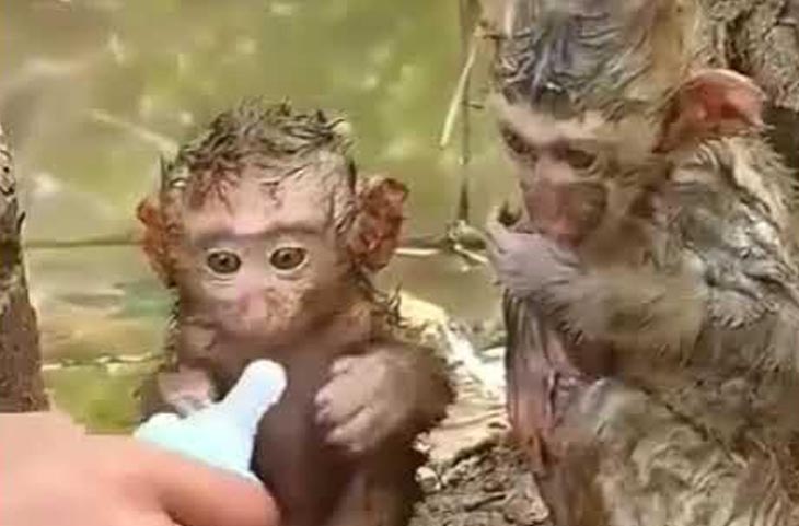 बाढ़ में फंसे इन 2 बंदर के बच्‍चों का ये वीडियो रुला देगा, हालत ऐसी की पसीज जाएगा दिल