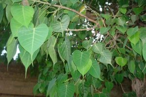 Vastu Tips: घर में उग गया पीपल का पेड़? रहे टेंशन फ्री, ऐसे हटाएंगे तो नहीं होगा कोई नुकसान