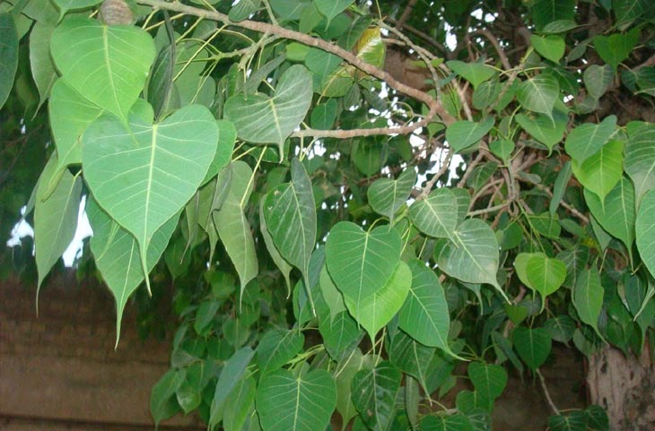 Vastu Tips: घर में उग गया पीपल का पेड़? रहे टेंशन फ्री, ऐसे हटाएंगे तो नहीं होगा कोई नुकसान
