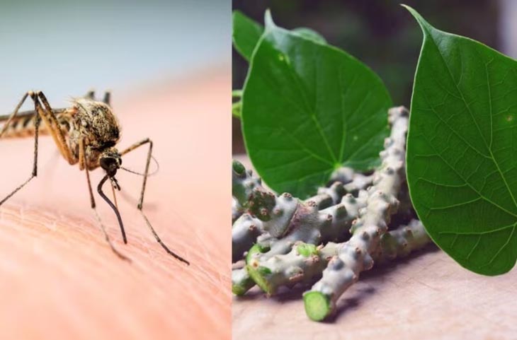 डेंगू बुखार गिरने लगा Blood Platelets Count? तो इन 2 पौधों के रस पीने से मिलेगी तुरंत राहत