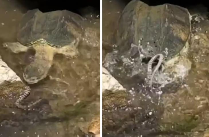 Video: एक झटके में कछुए ने सांप को खाया, महज 14 सेकेंड में बदल गया पूरा नजारा