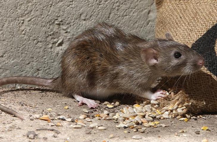 घर में बार-बार चूहों का आना देते हैं इस बात का संकेत, जानिए कब हो जाना चाहिए सावधान