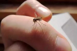 Mosquito Remedies: बारिश में बढ़ गया मच्छरों का आतंक तो इन आसान तरीकों से पाए तुरंत छुटकारा
