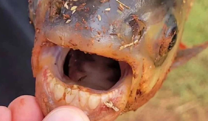 OMG यह क्या! मछली के इंसान जैसे दांत देखकर लोगो के उड़े होश, वापिस तालाब में डाला