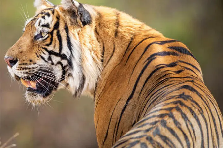बाघों की सुरक्षा के प्रति भारत की प्रतिबद्धता क्या है? इस रिपोर्ट में जानिए